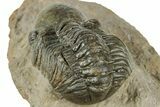 Detailed Reedops Trilobite - Atchana, Morocco #322278-5